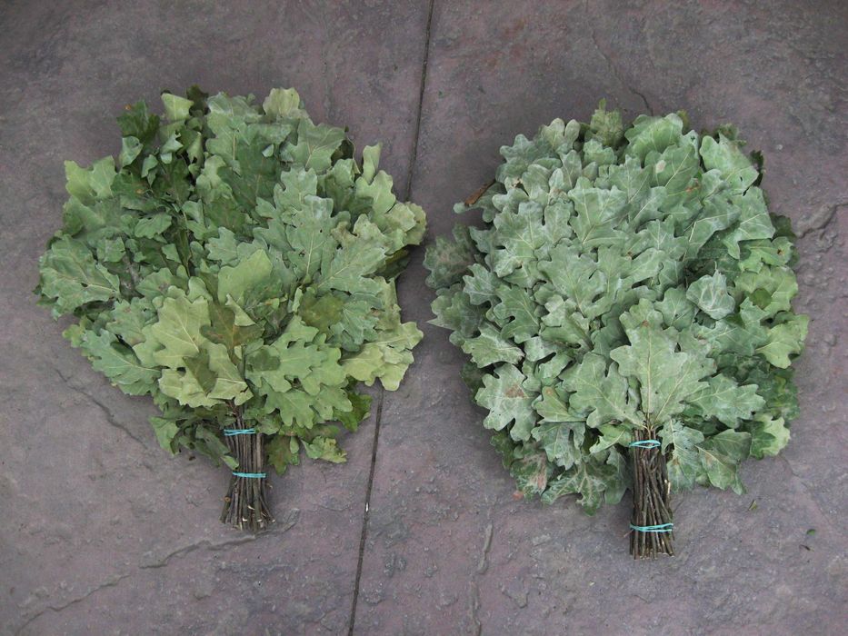 Канадський дуб. Веники. Банні віники. Канадский дуб.