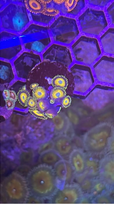 Frags zoanthus e mini colonias
