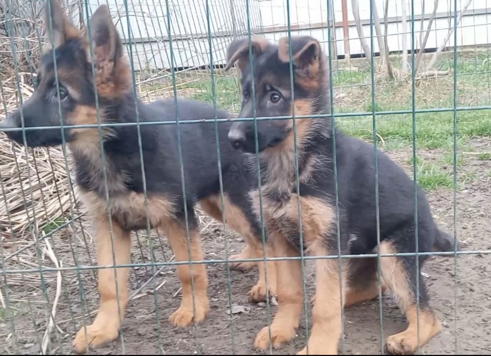 Німецька вівчарка