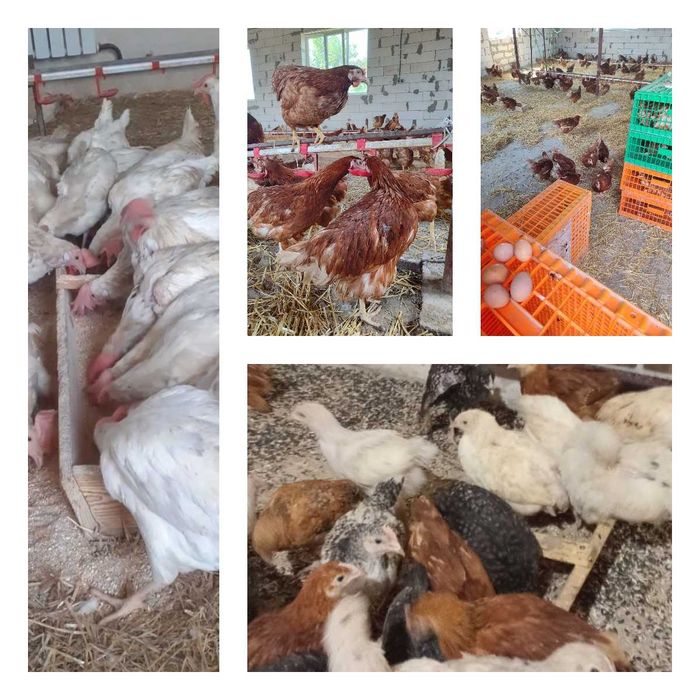 Продам кури несушки! Доставка безкоштовна. Шишаки!
