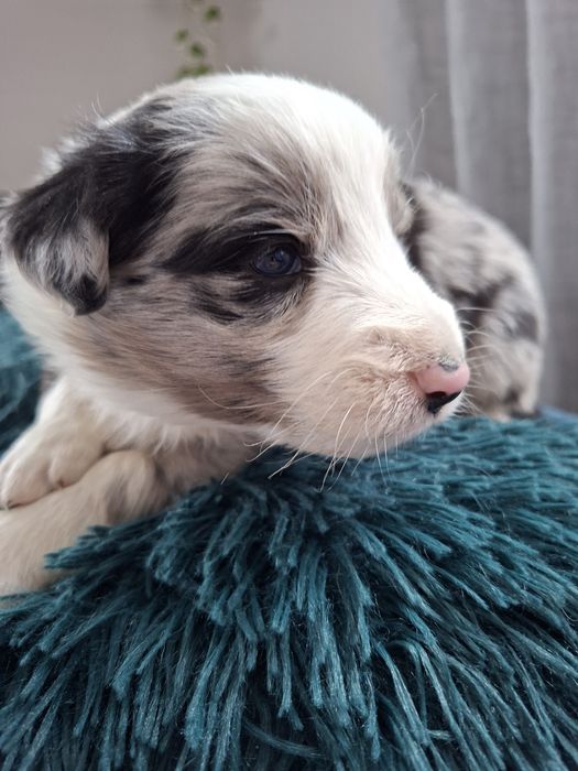 Border Collie piesek