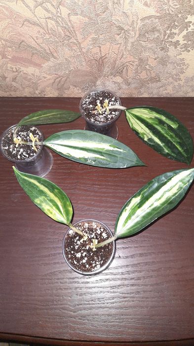 Хойя Hoya macrophylla 'Albomarginata', "Pot of gold".