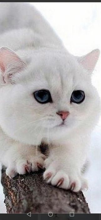 Шукаємо прямовухого котика  для вязки