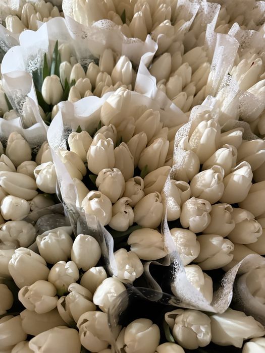 Луковиця тюльпана(після вигонки)