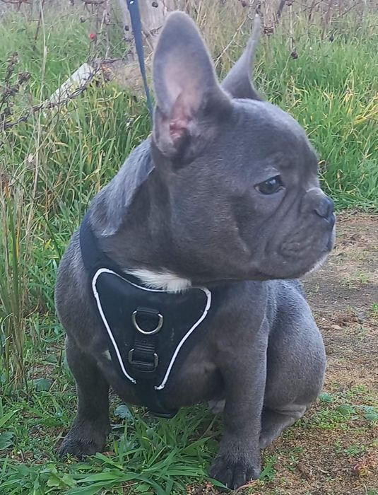 Французькі  бульдожки .