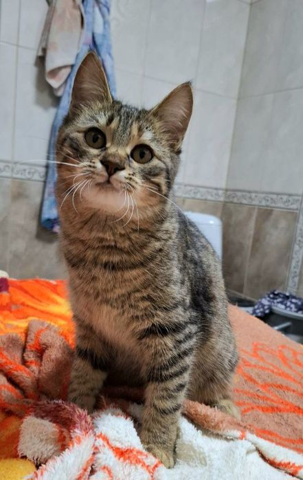 Полосатая котёнок девочка табби ищет дом! Котята в хорошие руки!