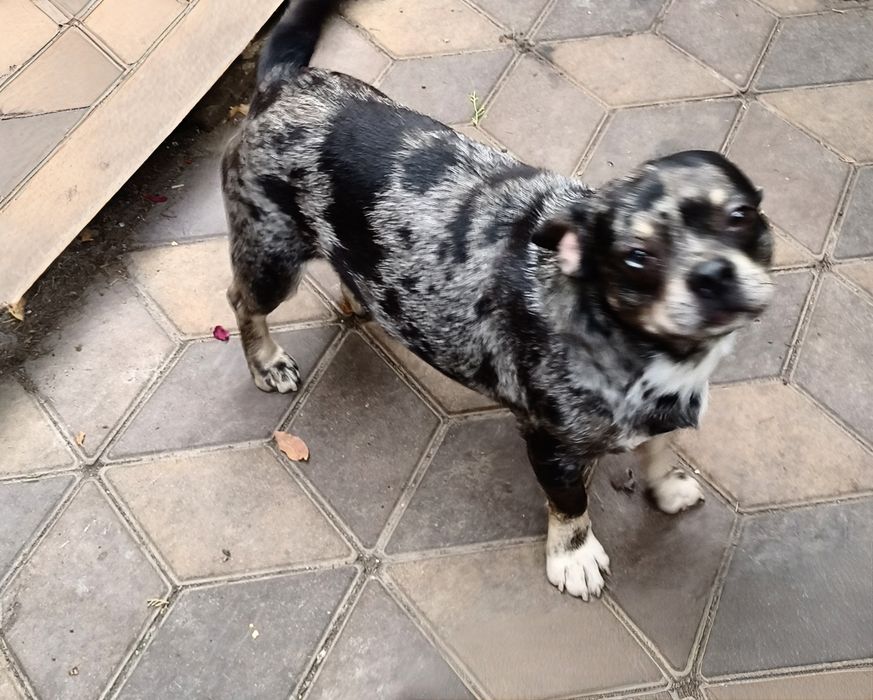 Мерлевый мальчик метис