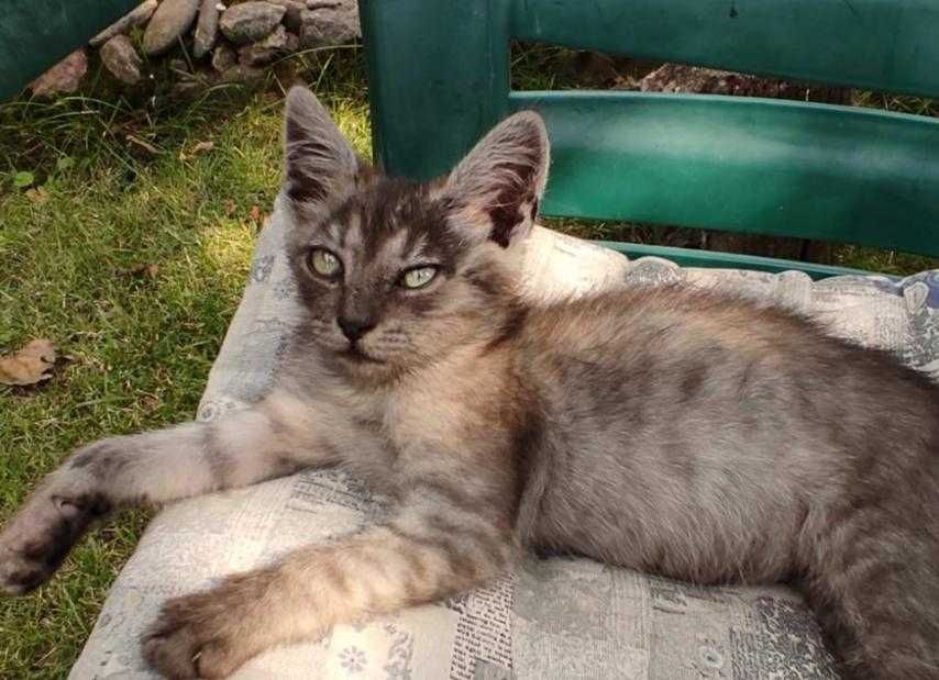 Віддамо кошеня в добрі руки!