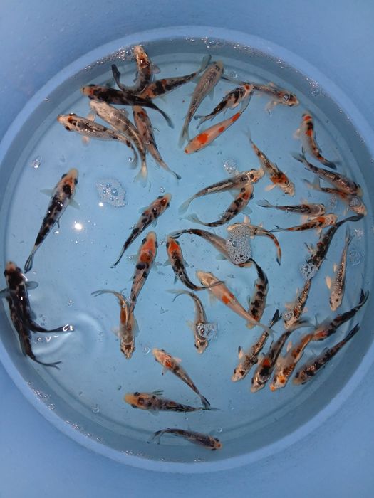 Carpas koi tricolor