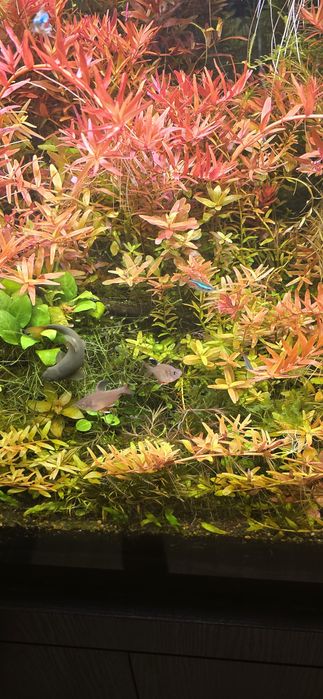 Rotala,rotala vietnam