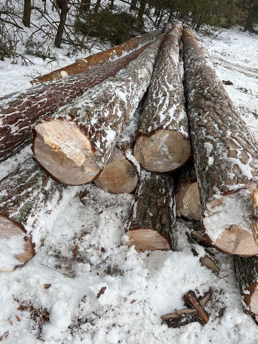 SOSNA dlużyca SOSNA tartaczna