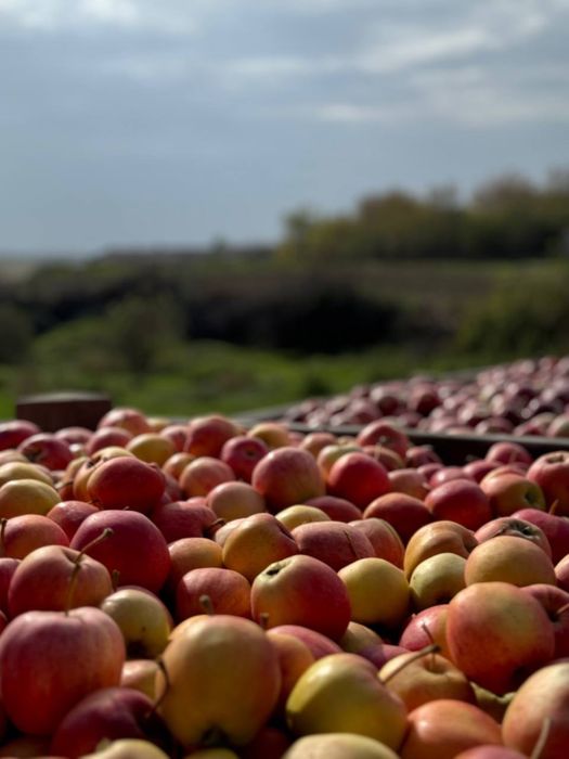 Продам Яблука ціна договірна