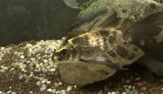 Lote de Carpas Koi