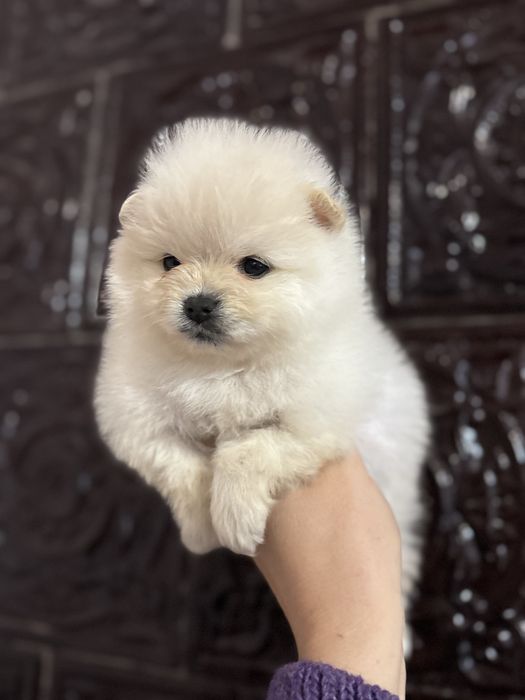 Шпіцик дівчинка