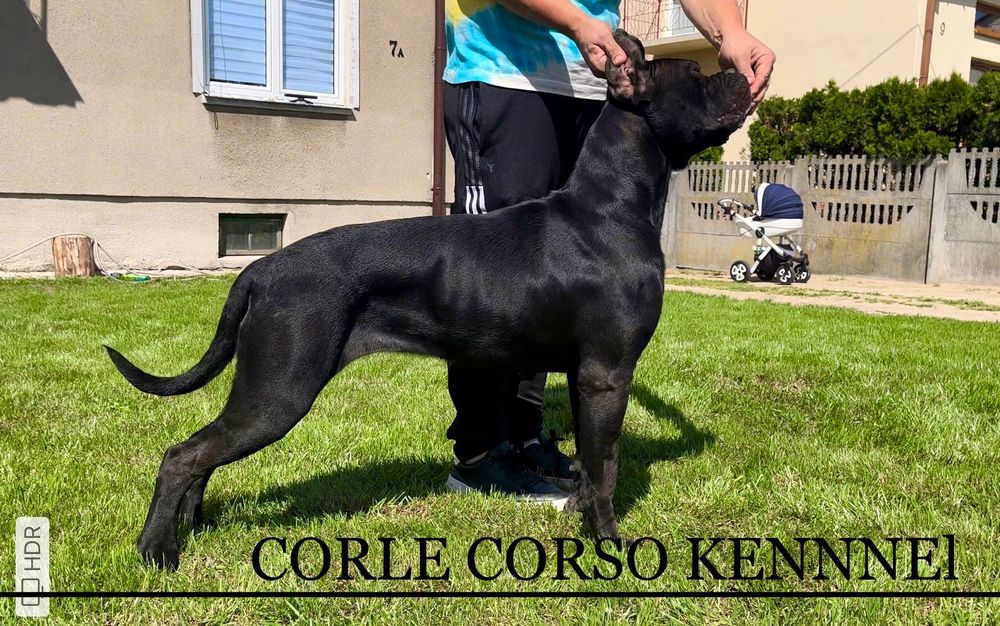 Cane Corso mocny szczeniak