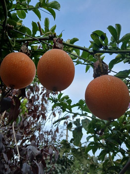 Plantas de   Maracujá Foetida