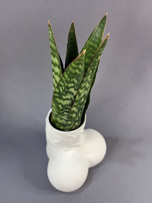 Doniczka Fallus biała śmieszny prezent 18 urodziny wys. 16,5 cm gadżet