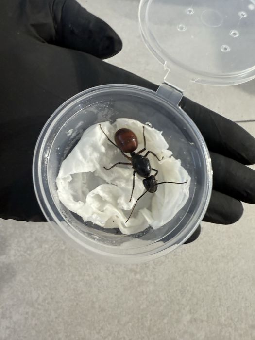 Dinomyrmex gigas - mrówki - mrówka - owady