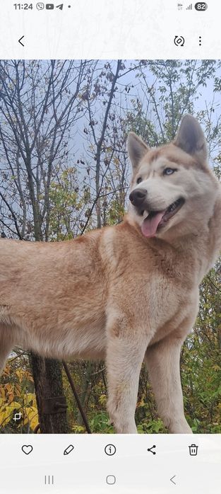 Продам чистокровну хаскі дівчинка стерилизована