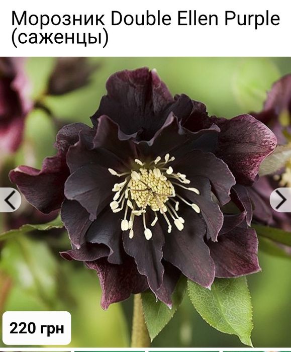 Чемерник( морозник) садженці