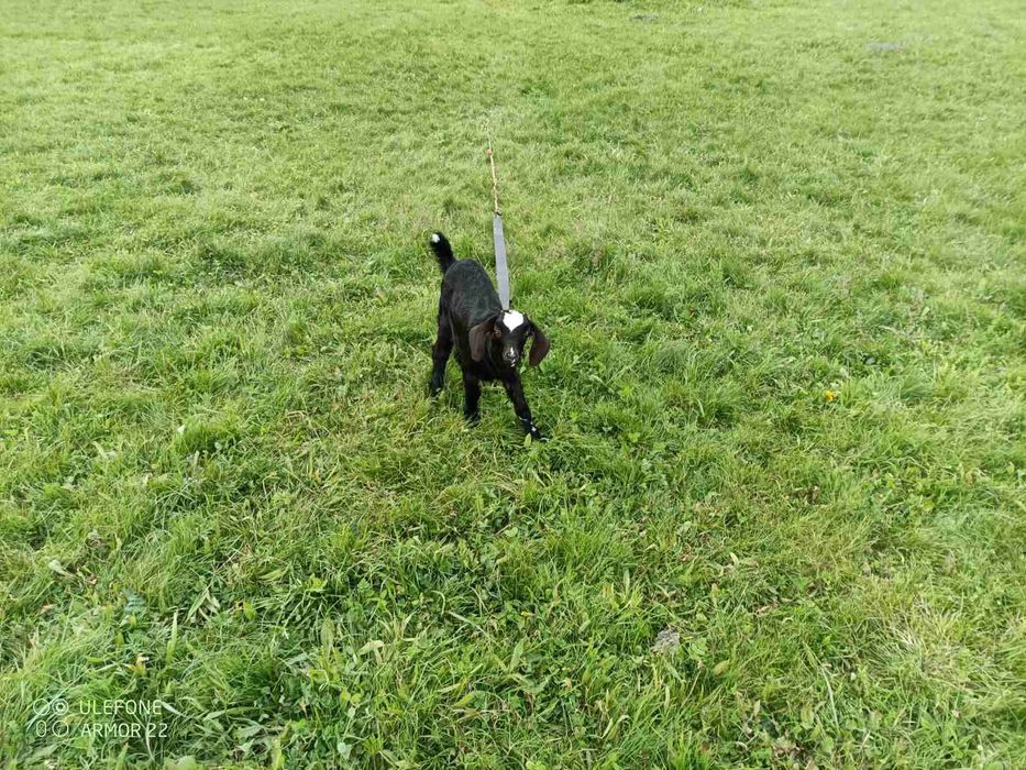 Продам кізочку англо-нубійська