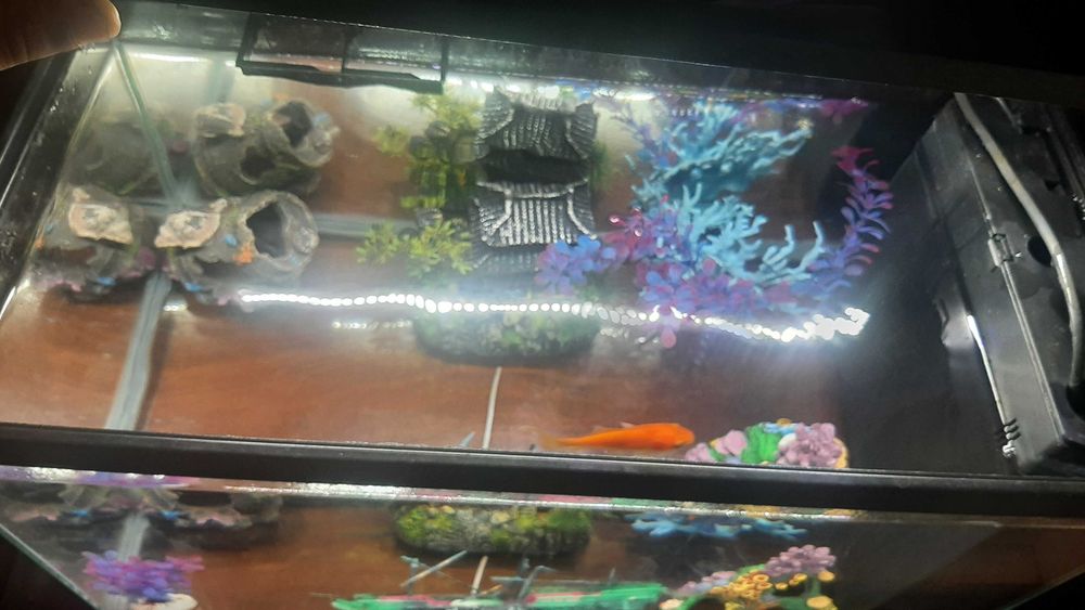 Vendo aquário com tudo incluído, bomba, aquecedor de água e cenário
