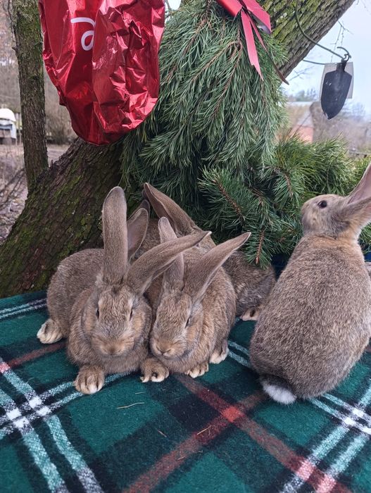 Порода,, Бельгійського велетня,,