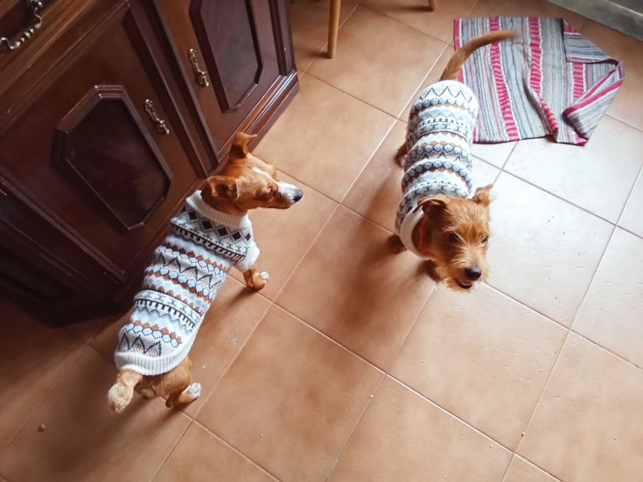Casal de cães de Pequeno Porte 6kg e 6,5Kg