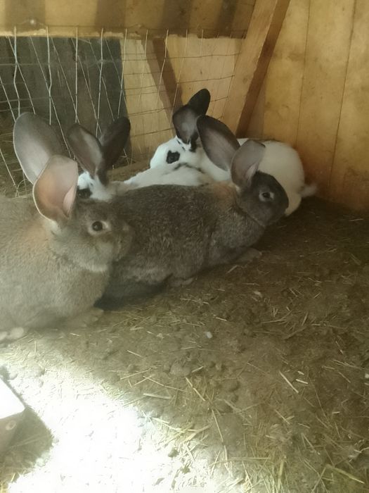 Продам кролїв вїк 3 мїсці