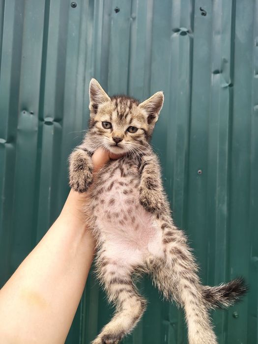 котята прямоушки и вислоушки