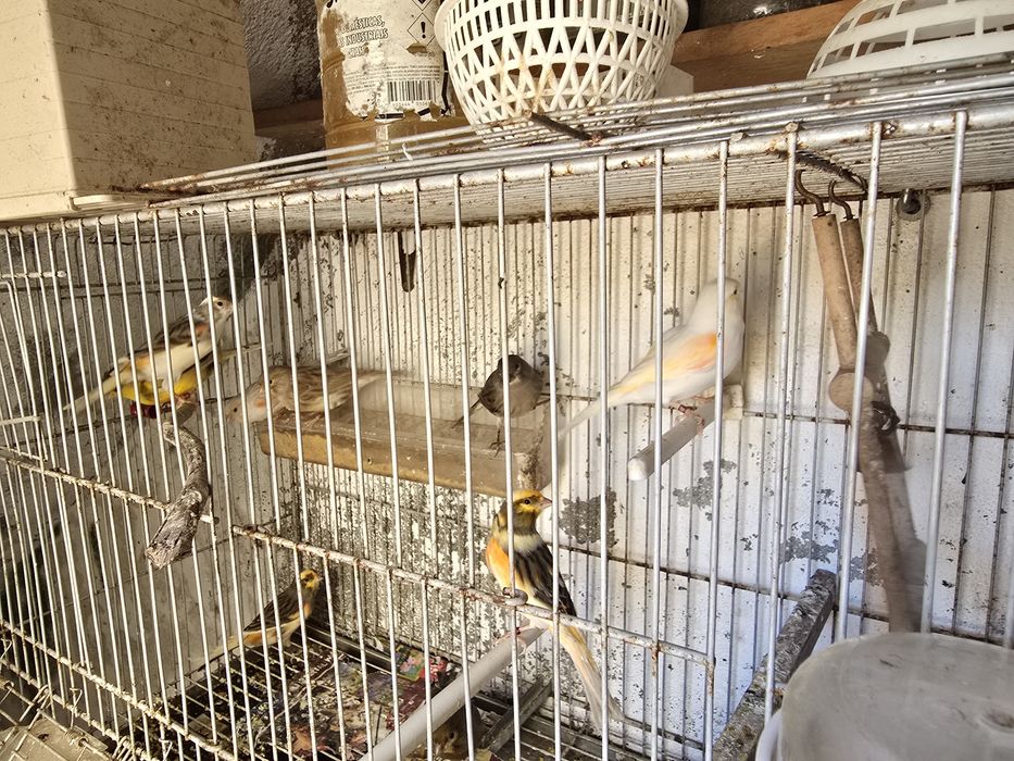 Vendo Canários 2023 /2024 e novos 2025