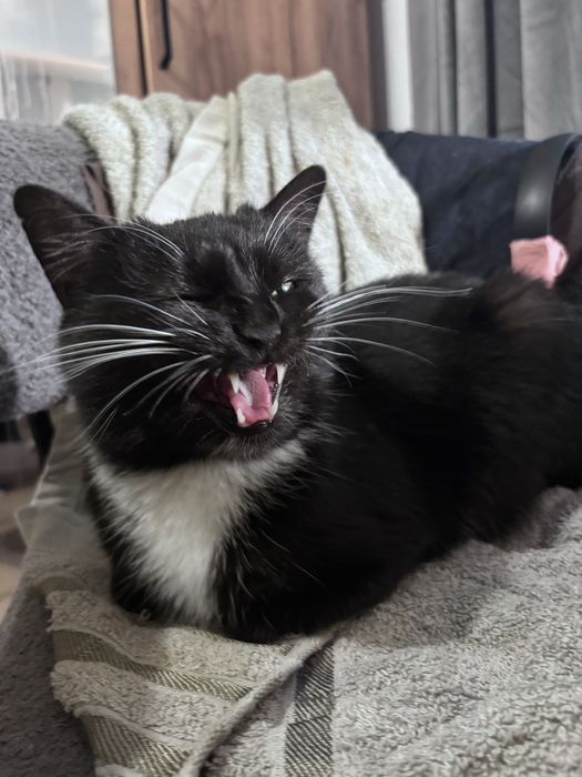 ‼️ Кішка у добрі руки ‼️