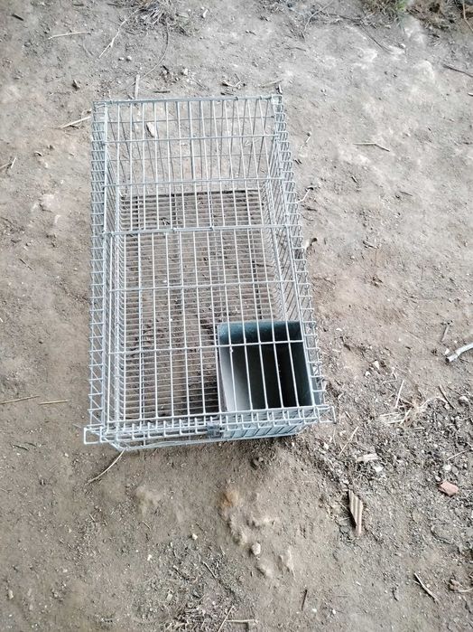 Coelheiras  para coelhos
