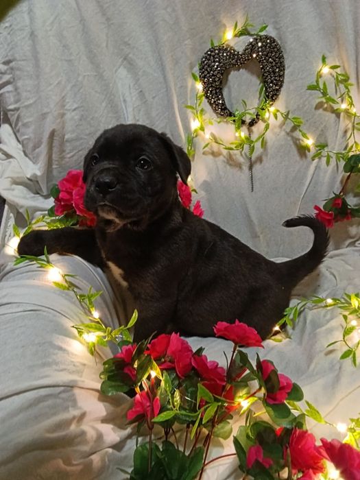 Продам  цуценя Кане-Корсо