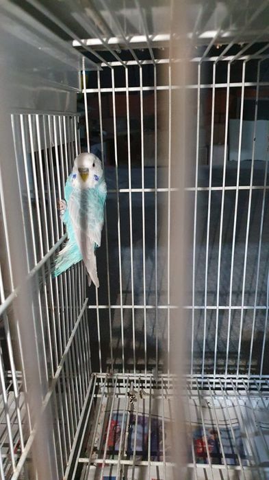 Vendo vários periquitos