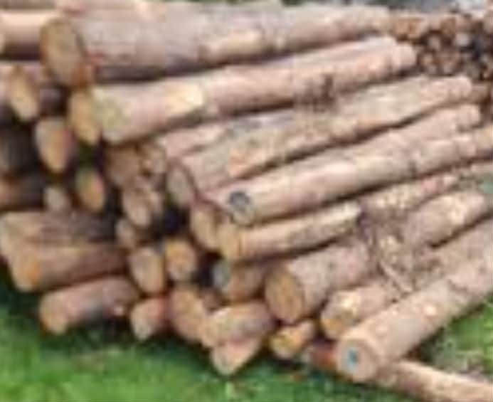Drewno opałowe sosna