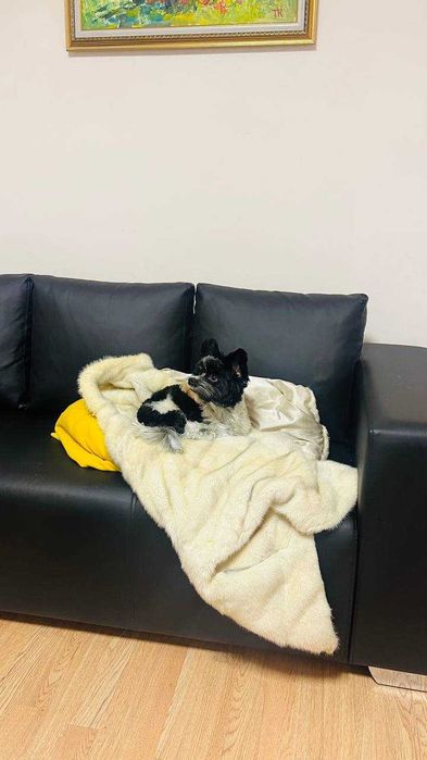 Бівер-йорк, шукає дівчинку для в'язки