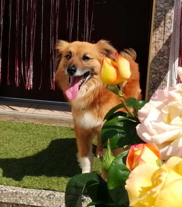 REX prawdziwy Królewicz szuka DOMU.