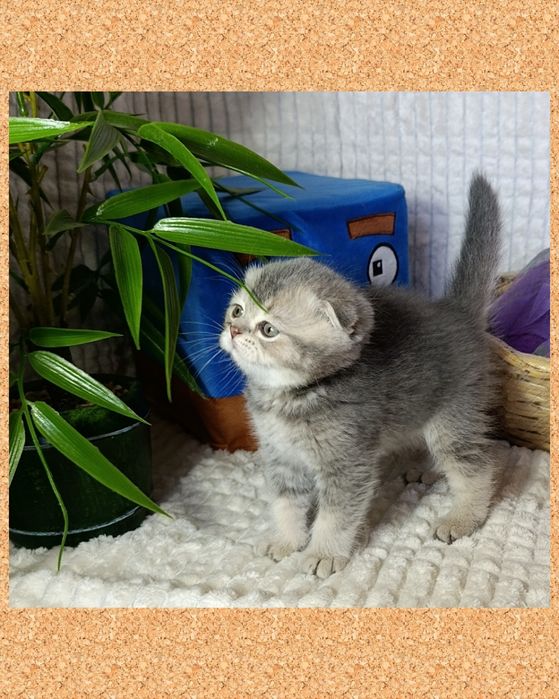 Симпатюля Золотая  Голубая  веслоушка веселая девочка