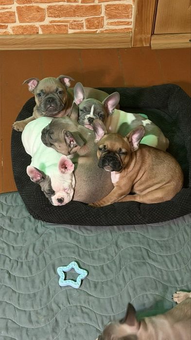 Французкий Бульдог