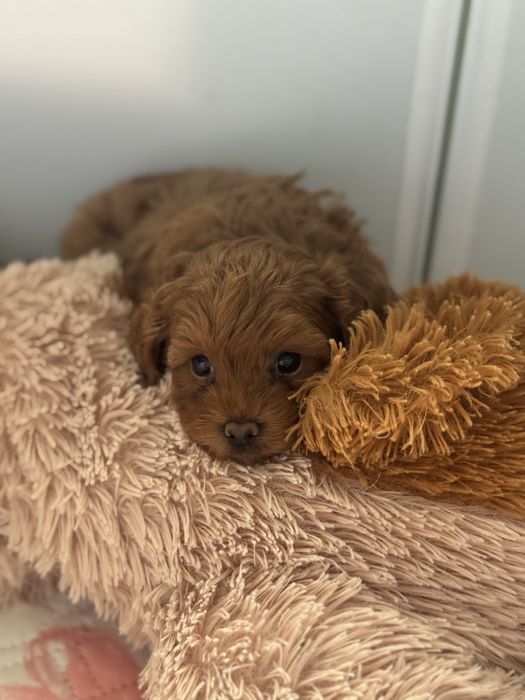 Cavapoo F1b - chlopczyk - rezerwacja