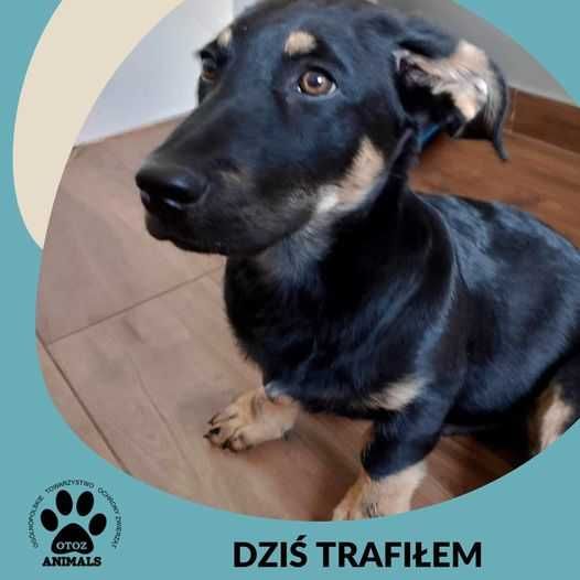 Znaleziono Psa - Przywidz/Starogard Gdański