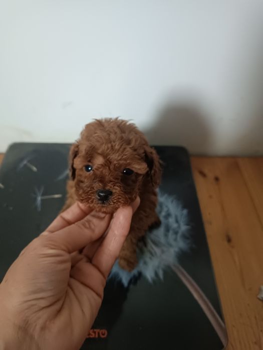 Чудові малюки ВІП клас в кольорі Ред Браун міні. Львів.