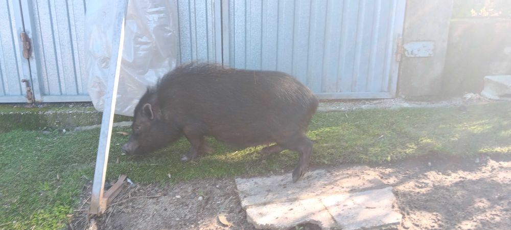 Vendo animais de quinta