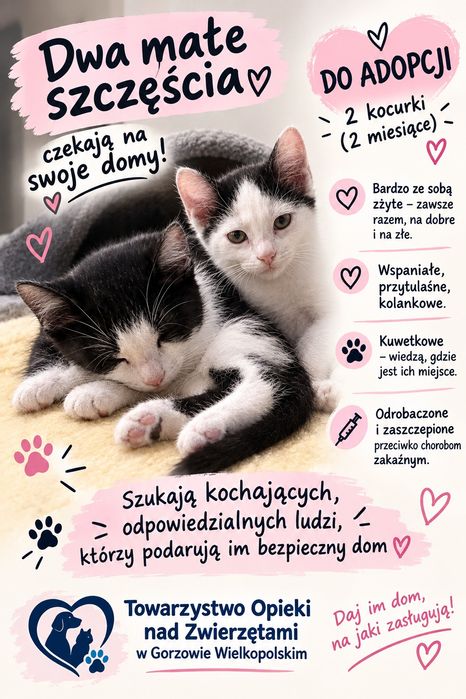 2 miesięczne śliczne kocurki szukają stałego domku