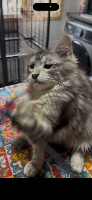 Menina maine coon muito meiguinha disponivel para entrega imediata.