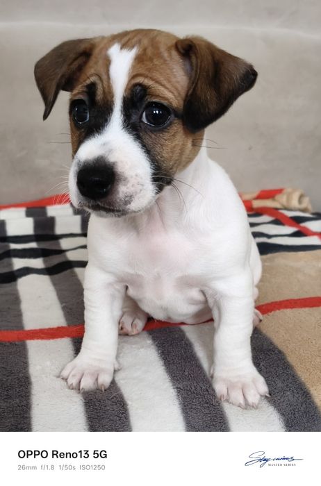 Цуценята Джек Рассел тер'єр