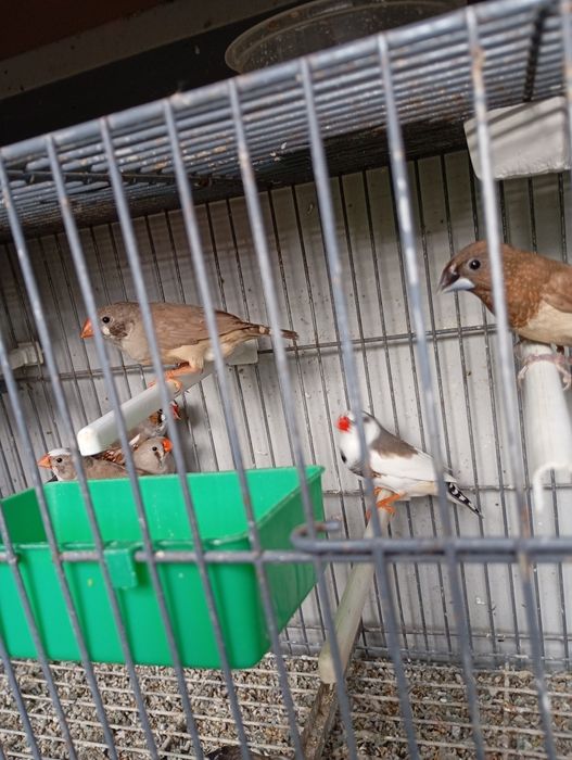 Bengalins e Mandarins