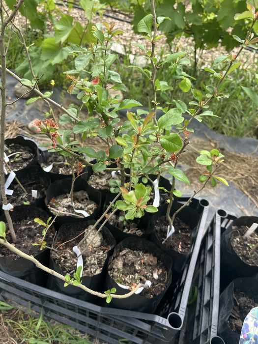 Świdośliwa , pigwowiec, winorośl