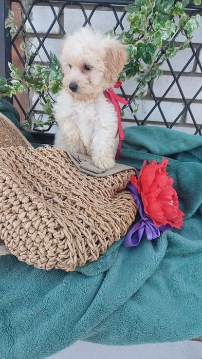 Я чудесна дівчинка -Мальтіпу Ф1